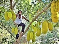 “King of Jackfruit”, This Farmer Grows 75 Varieties of Jackfruit in His Farm & Earns Good Income From It