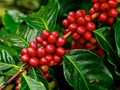 Higher Robusta Yield will Increase India's Coffee Output to 3.31 lakh tonnes, as per Report