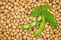 These Factors Are Posing Challenges For Soya-bean Industry of Argentina