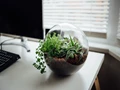 6 House Plants for your Home Office to Relieve Stress