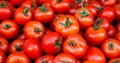 Tomatoes At 160 Rs Per Kg : Competing with Gold And Petrol In Terms Of Prices