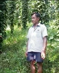 Black Pepper Cultivation: This Farmer Invested Rs.10000; Today Earns Rs.17 Lakhs