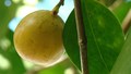 Earth’s Most Dangerous Tree - Manchineel Tree