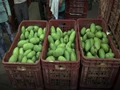 Indian Exporters Will Soon Start Shipments of Dasheri Mangoes to the US