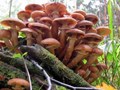 Wild Mushrooms be Careful to pick up, It may be Poisonous