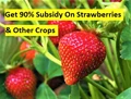Government is Providing 90% Subsidy on Cultivation of Strawberries & Other Crops; Details Inside