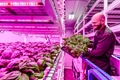 NASA Research Launches a New Era of Indoor Farming