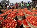 Tomato Prices will Continue to Rise for Next 45-50 Days as per CRISIL Research