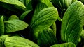 A New Study Has Discovered How Plants Deal with Stressful Situations