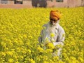 Top 6 Mustard Pests & How to Prevent Them