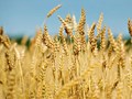 Farmers in Rajasthan Prefer Mustard And Wheat Over Gram