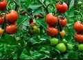 Tomato Price Hike Causes Death of Two People in Karnataka