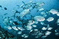 Fisheries: GADVASU to Organize Awareness Drive to Promote Fish Consumption