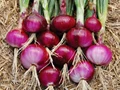 Farmer Uses ‘Desi Jugaad’ to Extend the Shelf-Life of Organic Onions by Three Months