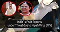 India`s Fruit Exports under Threat due to Nipah Virus (NiV)