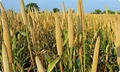 Crystal Crop Protection Acquires Hybrid Seeds of 4 Crops from Bayer