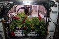 ISS Astronauts Cultivated Chilli Peppers in Space Station's Microgravity