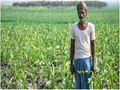 Bihar Farmers Face DAP Shortages Ahead Of Rabi Sowing