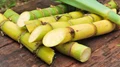 Sugarcane Bagasse: How Sugar Mills can Profitably Convert Bagasse into Lactic Acid