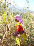 FAO Recognizes Tribal Farming Practices in 3 Districts of Rajasthan