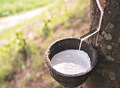 Indigenously Developed Clone to be Promoted in The Northeast: Rubber Board of India