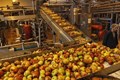 PLI Scheme: Food Processing Ministry Approves 60 Applications From Food Companies