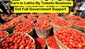 Tomato Business: Start This Business & Earn in Lakhs; Know Cost & Profit Analysis