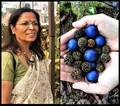 Grow Rudraksha Tree At Home, Founder of Indraprastha Horticulture Society tells How!