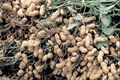 Groundnut Cultivation: Double Your Income By Cultivating Groundnut along with Potato