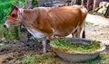 Kerala Takes Steps to Decrease Prices of Cattle Feed & Increase Its Availability to Dairy Farmers
