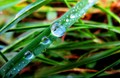 Scientists Resolved the Mystery of Grass Leaf Formation