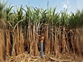 98 percent of Sugarcane Arrears to Farmers is Cleared, Says Government