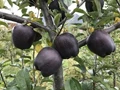 Black Diamond Apple, a Rare & Mysterious Fruit; You Will be Shocked to Know its Price