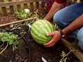 Watermelon Cultivation brought him Rupees One Lac in Three Months