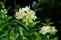 Asiatic Jasmine: How to Grow & Care; A Complete Guide