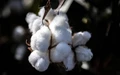 India’s Cotton Picking to Rise Due to Higher Prices, says USDA
