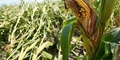 Maize Diseases: Farmers Beware of These 5 Dangerous Diseases of Maize