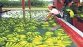 5 Commercially Grown Banana Varieties