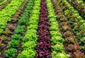 Agriculture Ministry to Promote Start-Ups in the Agriculture Sector