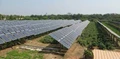 Cochin International Airport Expands 'Agrivtaic' Farming to 20 Acres of Solar Farm