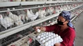 Non Vegetarians Alert! Prices of Eggs, Chicken & Other Poultry Products to Rise