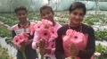 This Sister Duo learned Gerbera Farming from Google; Now Earning in Lakhs!