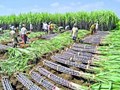 Sugarcane Farmers To Get Special Incentive From Tamil Nadu Government