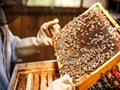 Arunachal Pradesh Deputy CM Encourages Farmers To Adopt Apiculture For Better Profits