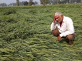 Rain & Hailstorm Destroys Crops; Congress Seeks Compensation for Farmers