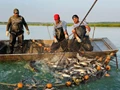 5 FISH Breeds for Poor Man’s Aquaculture