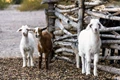 Goat Farming: Avoid These Common Mistakes While Starting a Goat Farming Enterprise