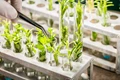 Scientists Now Have Advance Tools for Plant Breeding