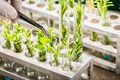 Scientists Now Have Advance Tools for Plant Breeding