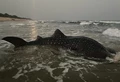 World’s Largest Fish Caught in the Fishermen’s Net in Visakhapatnam